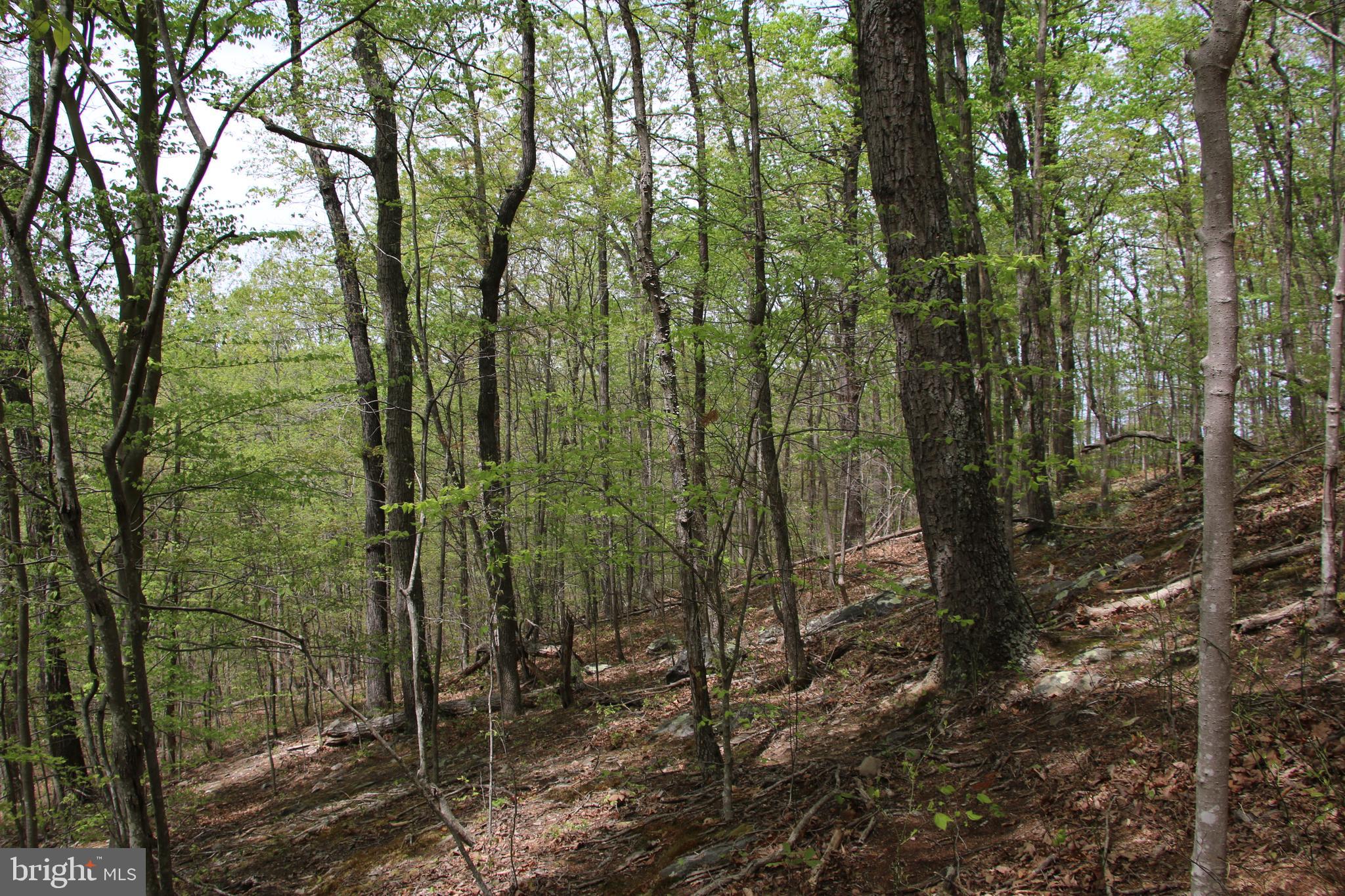SHENANDOAH FARMS - Land