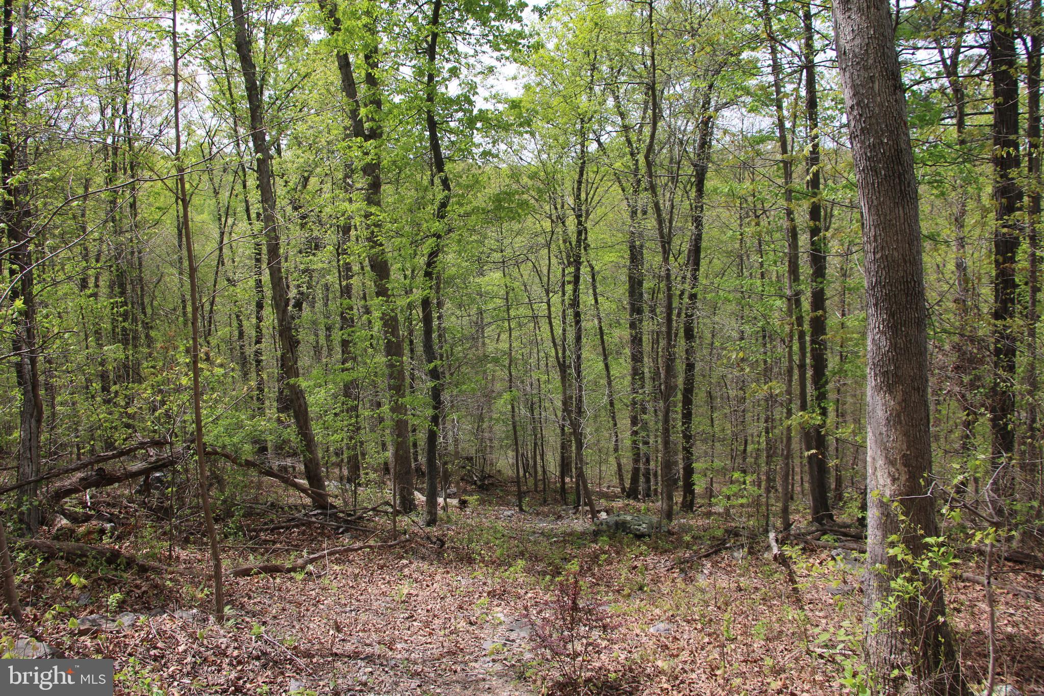 SHENANDOAH FARMS - Land