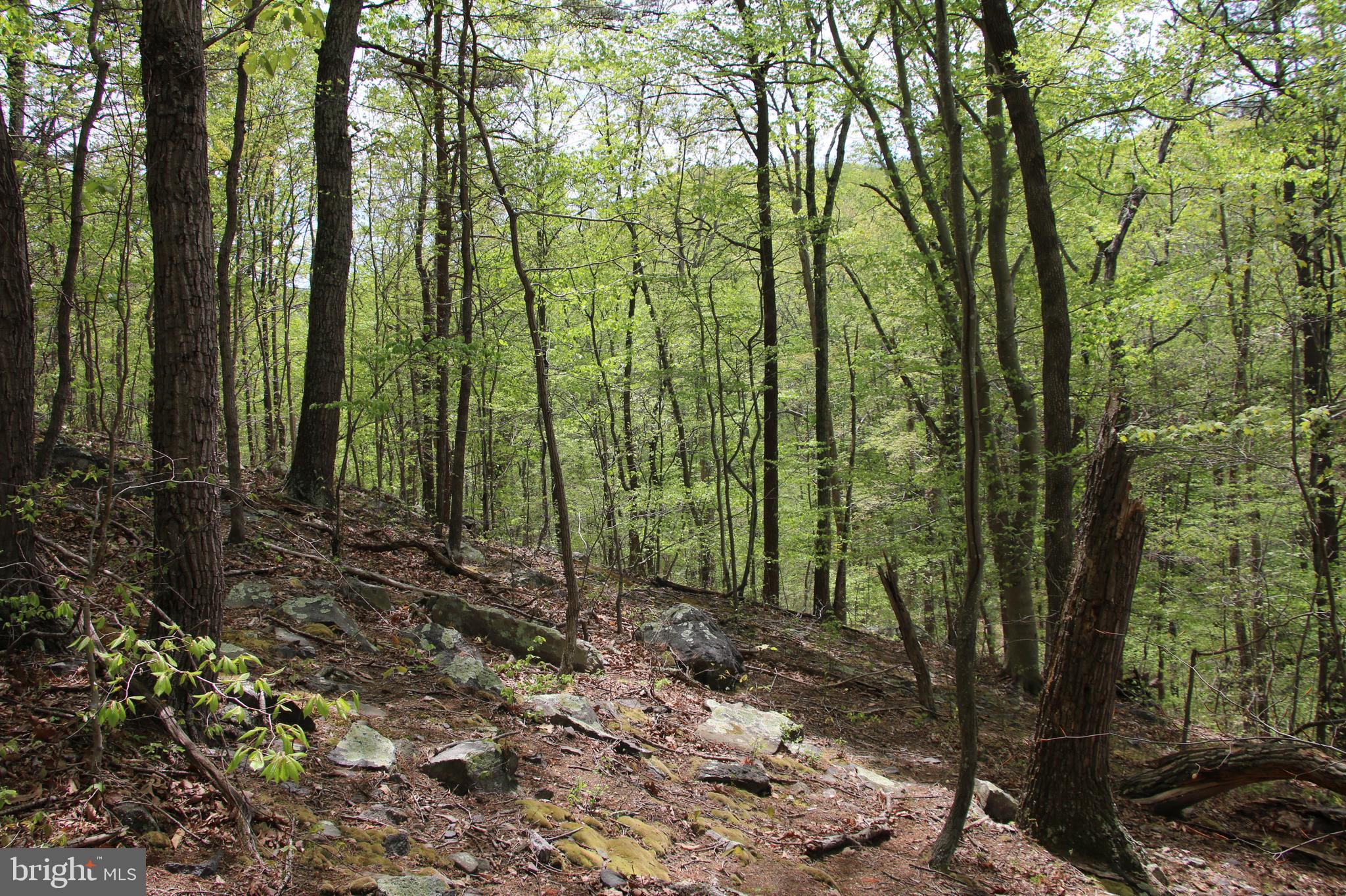 SHENANDOAH FARMS - Land