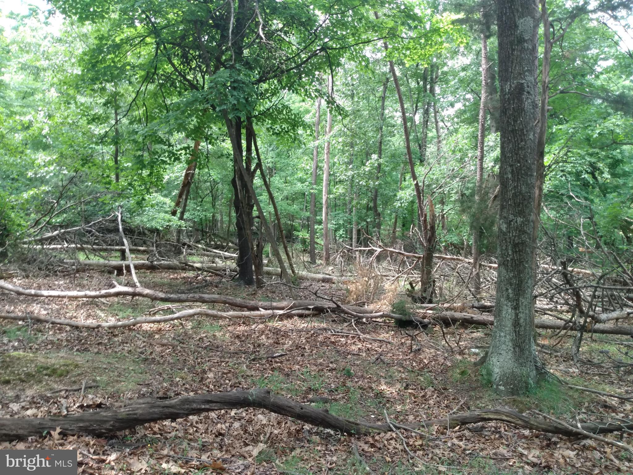 OAK FOREST - Land