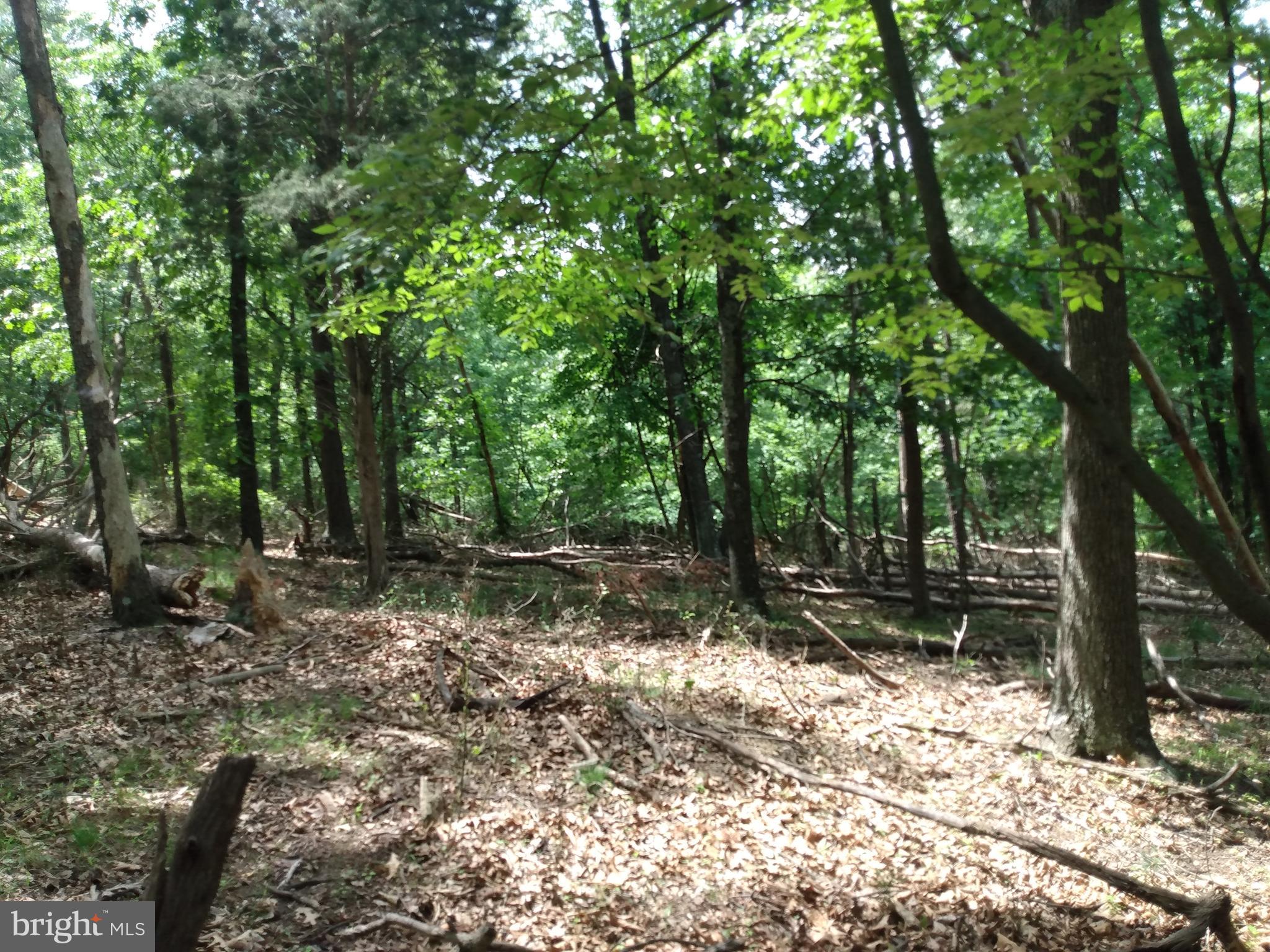 OAK FOREST - Land