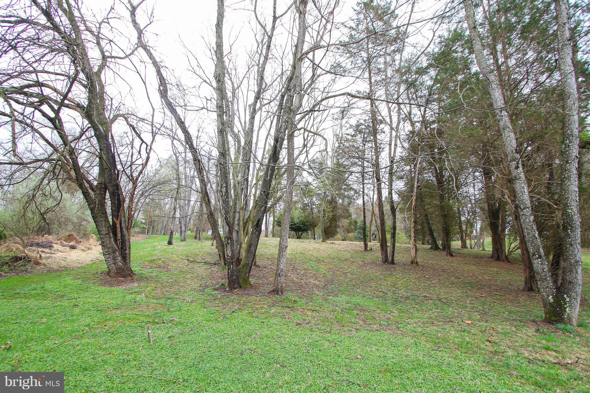 ANCIENT OAK - Land