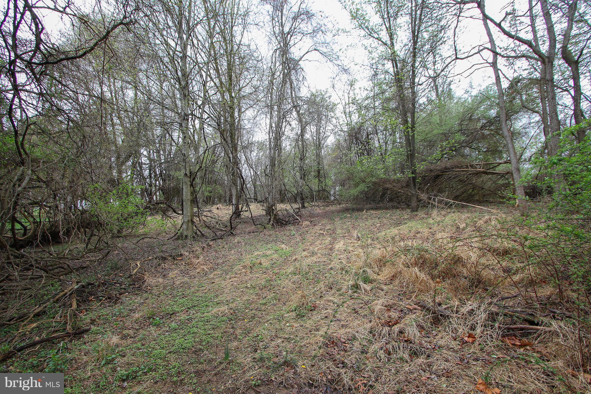ANCIENT OAK - Land