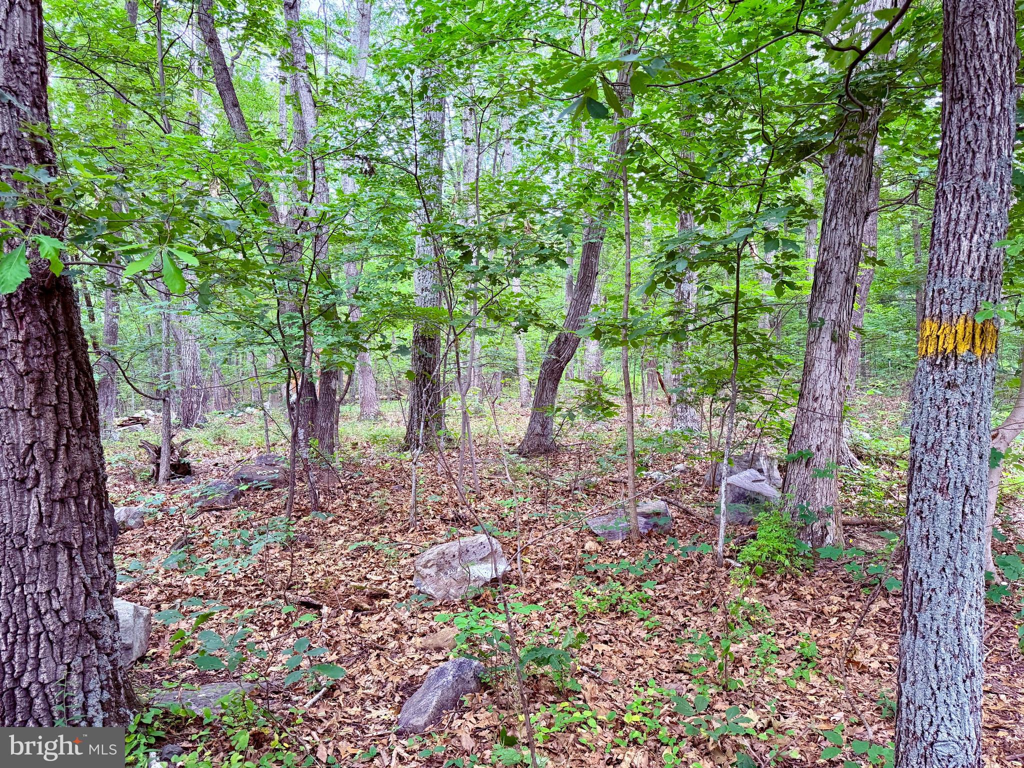 Direct Trail Access! Wooded 2+ Acre Lot Bordering South Mountain State Park.  Nature lovers and outdoor enthusiasts, take note! This beautiful, deeply wooded 2.05-acre lot offers unmatched privacy and adventure, directly bordering South Mountain State Park. Situated at the quiet dead-end of White Oak Road in the established Black Rock Heights development, the property sits immediately adjacent to the Thurston Griggs Trail, giving you a direct walking path up to the Appalachian Trail and the breathtaking panoramic views at Black Rock Vista. Whether you are looking to build a custom mountain retreat or create the ultimate weekend getaway, this blissful, high-potential setting delivers true mountain serenity just minutes from town.