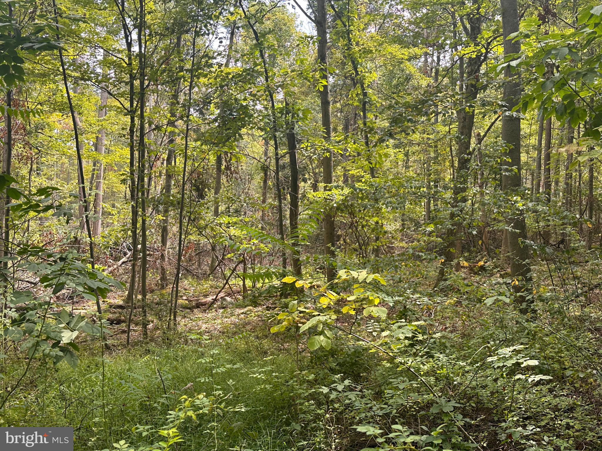 LEVEL TO GENTLE ROLLING LAND.  ALL PRIME WOODLAND WITH E-Z ACCESS & LOW MAINTENANCE. CITY WATER NEARBY ALL SITES. STREAM ON BACK SIDE, BEAUTIFUL LOT LOCATED WITHIN 3 MILES OF JENNINGS RANDOLPH LAKE & RECREATION AMENITIES INCLUDE THE FOLLOWING: PUBLIC BOAT LAUNCH, NEW SWIMMING BEACH, SCENIC OVERLOOK, 2 NATURE TRAILS, PICNIC PAVILIONS, PUBLIC CAMPGROUND, 6,000 ACRE PUBLIC HUNTING LAND, BARNUM WHITEWATER PARK, TROPHY (TROUT) FISHING ON NORTH BRANCH OF POTOMAC RIVER. CLOSE TO DEEP CREEK LAKE AND CANAAN VALLEY SKI RESORT.  NATURE IS CALLING!