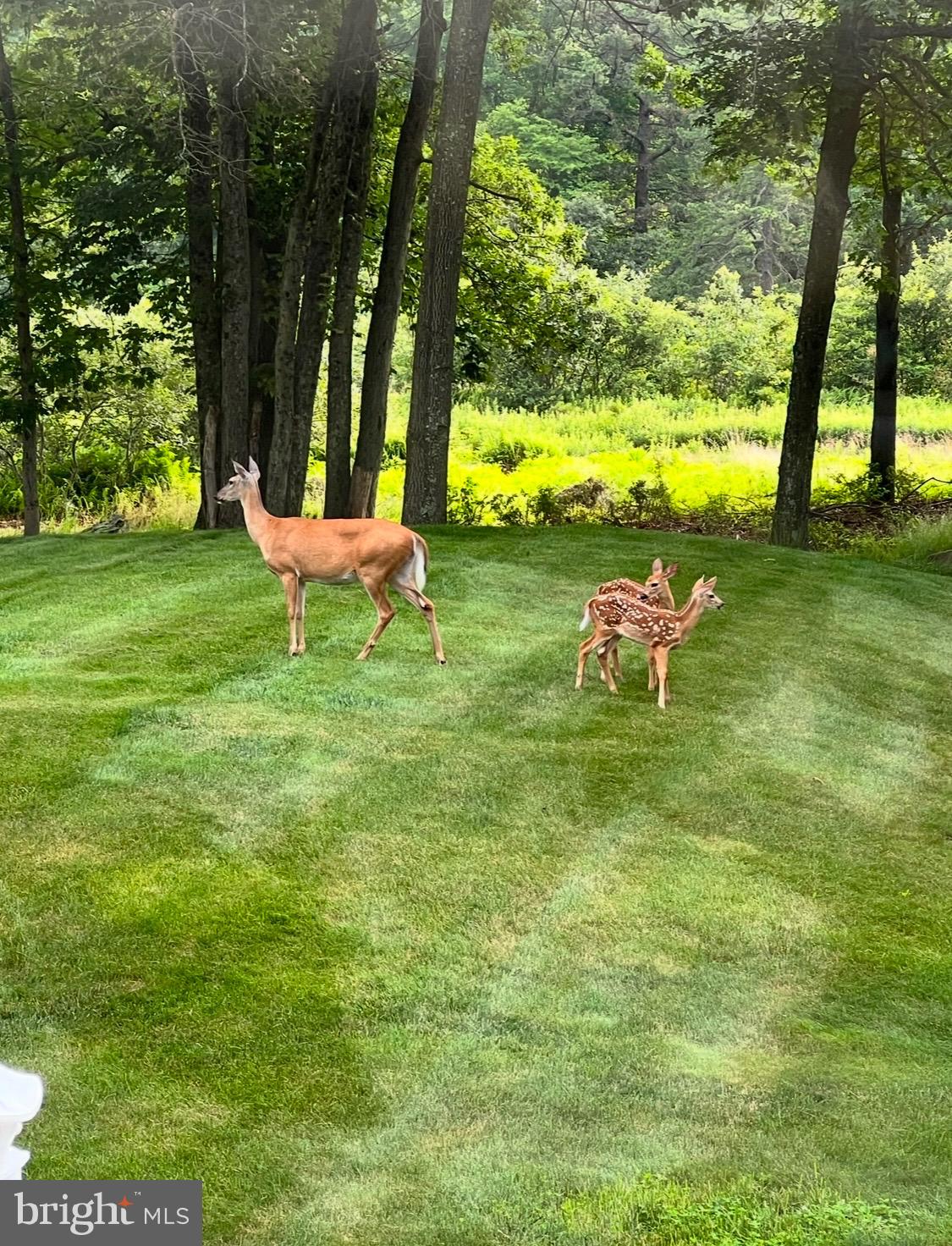 PENN FOREST STREAMS - Residential