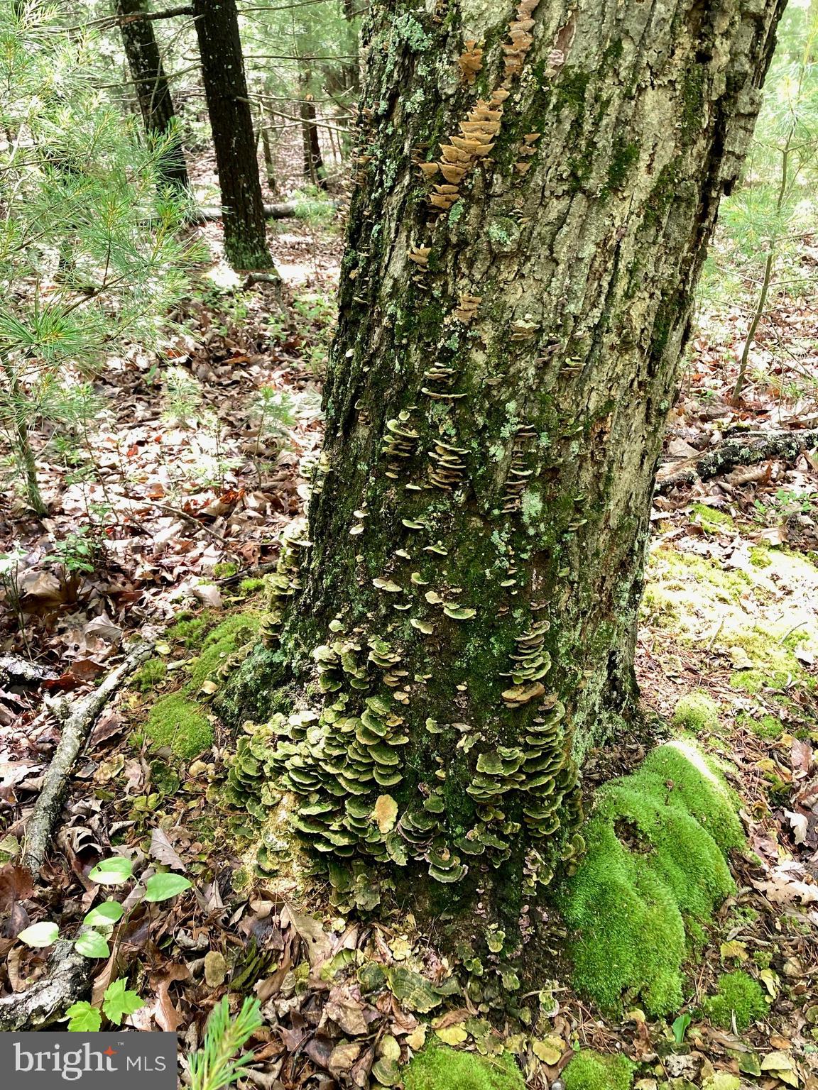 QUAKER WOODS - Land