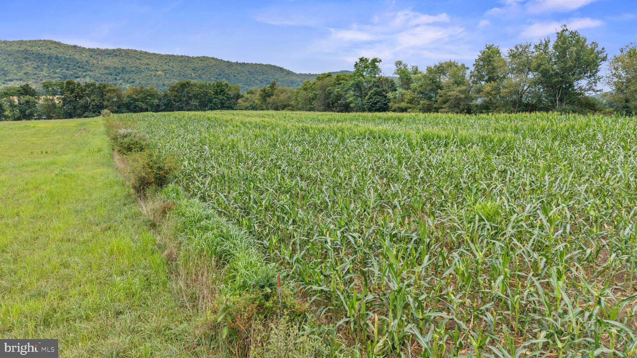 NONE AVAILABLE - Farm