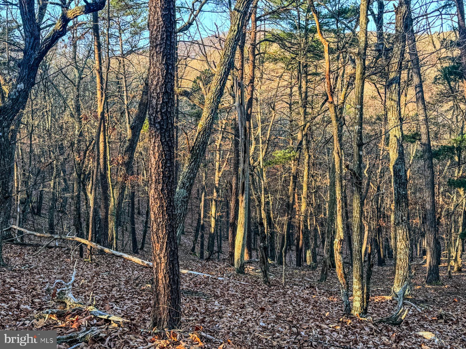 MOUNTAIN COVE - Land