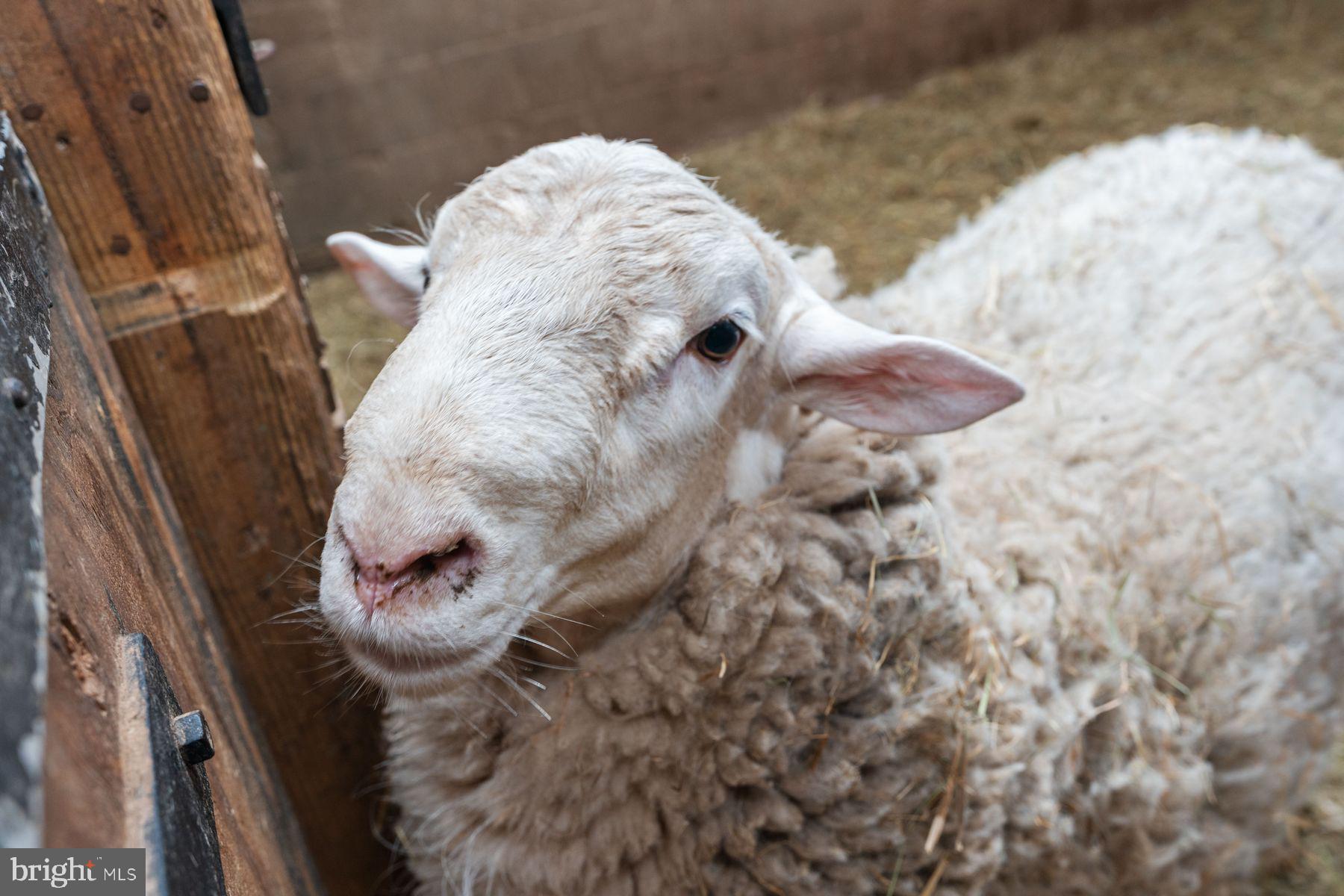 NONE AVAILABLE - Farm