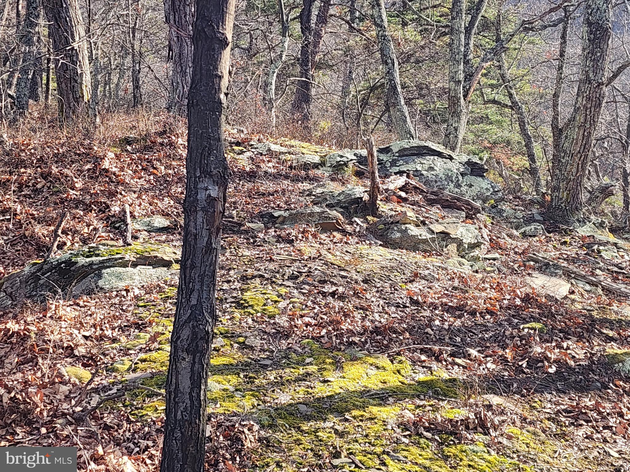 ASHTON WOODS - Land