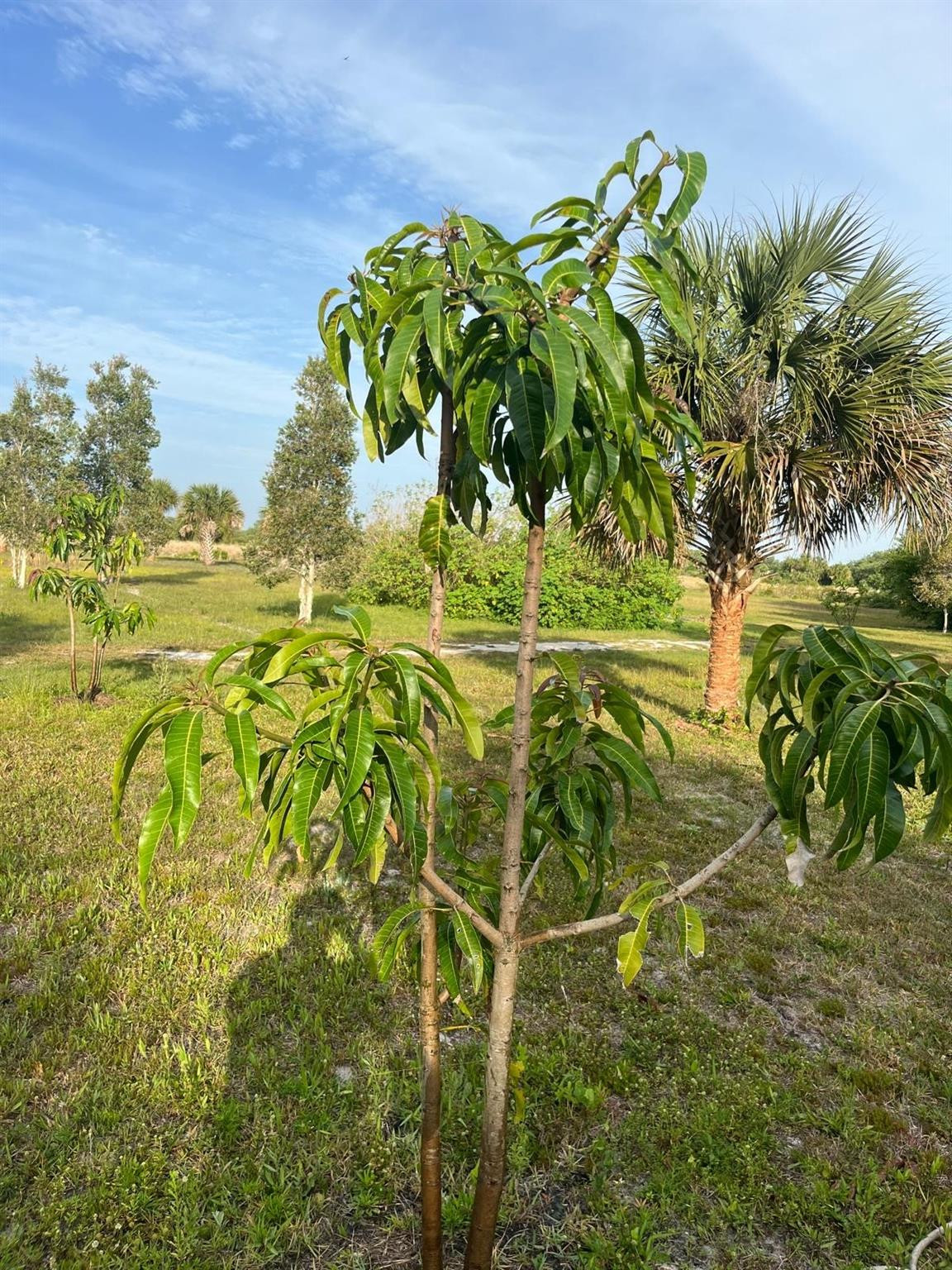 SOUTHERN COLONIZATION CO - Land