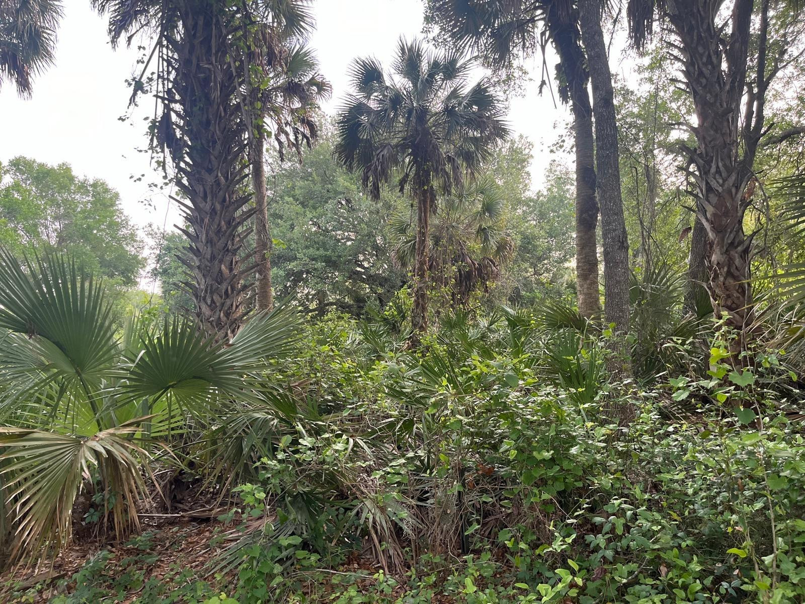 SOUTHERN COLONIZATION CO - Land