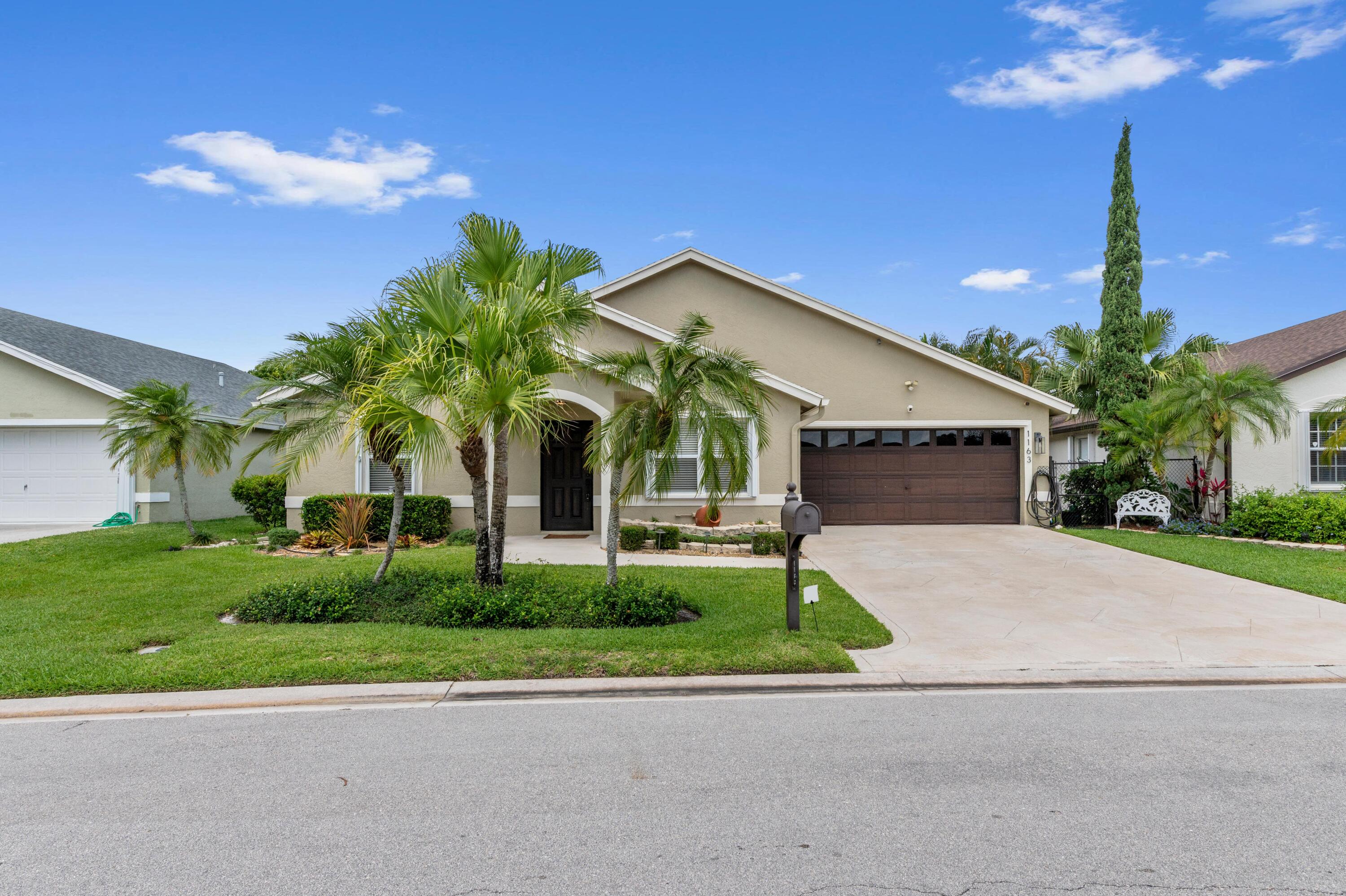Olive Tree - Residential