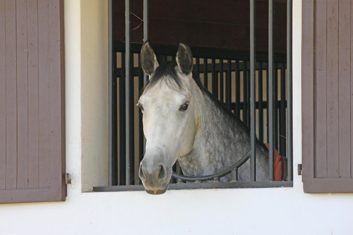 WHITE FENCES EQUESTRIAN ESTATES - Residential