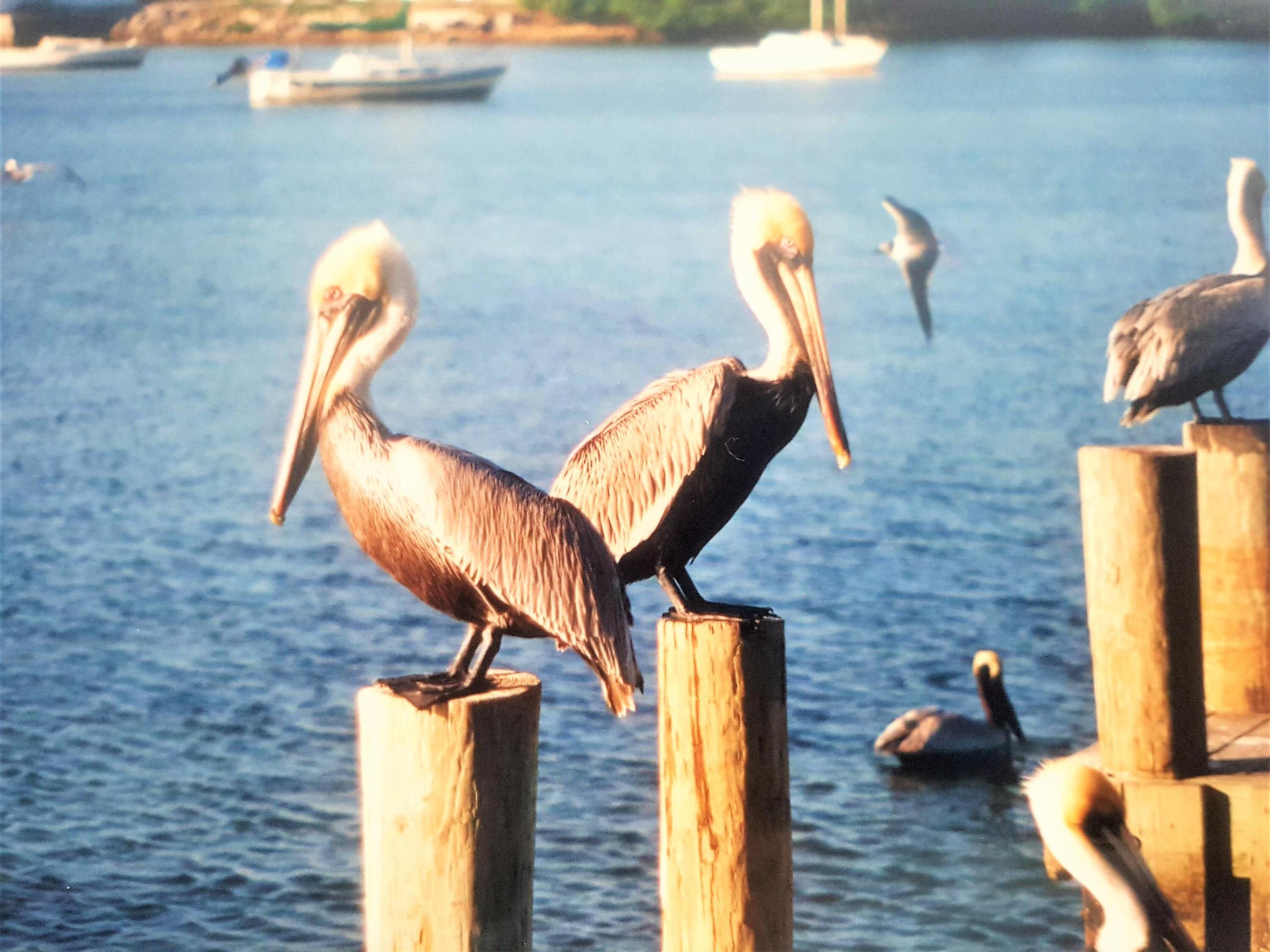 HARBOUR ISLES AT LAKE CHARLES - Residential