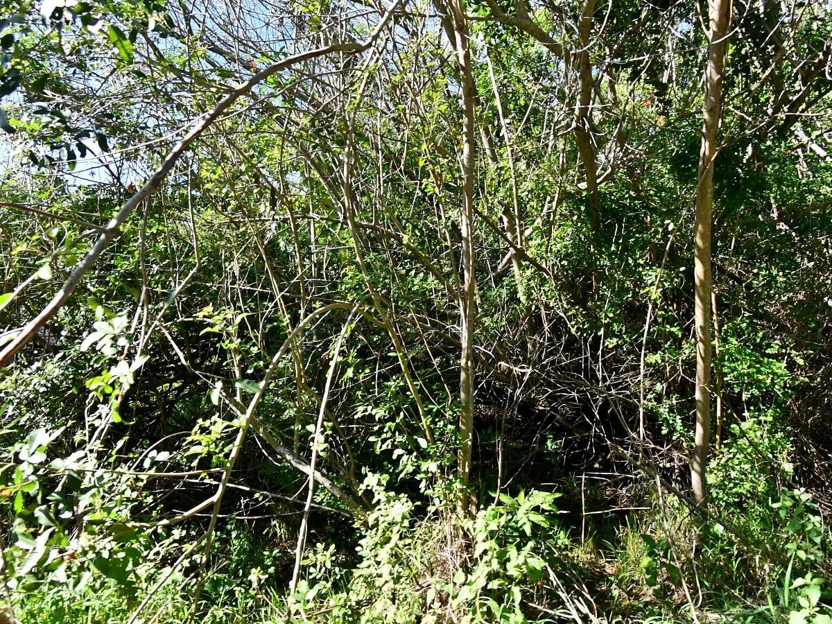 WESTWOOD MANOR SUBDIVISION - Land