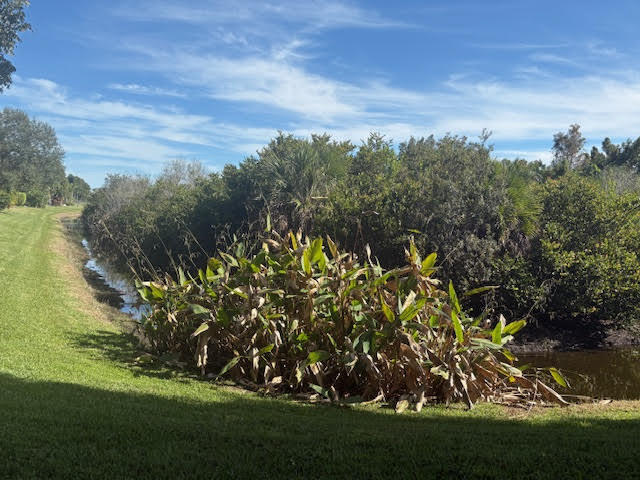 BUENA VIDA - Residential