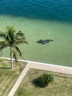 LAKE HARBOUR TOWERS CONDO - Residential