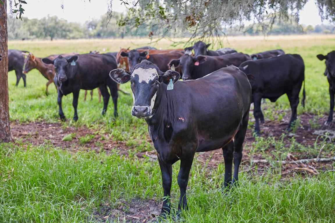 MARTIN COUNTY RANCH COMMUNITY - Land