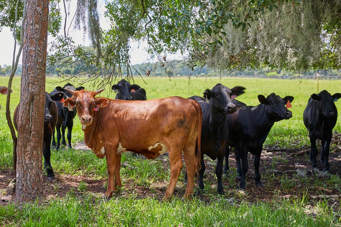 MARTIN COUNTY RANCH COMMUNITY - Land