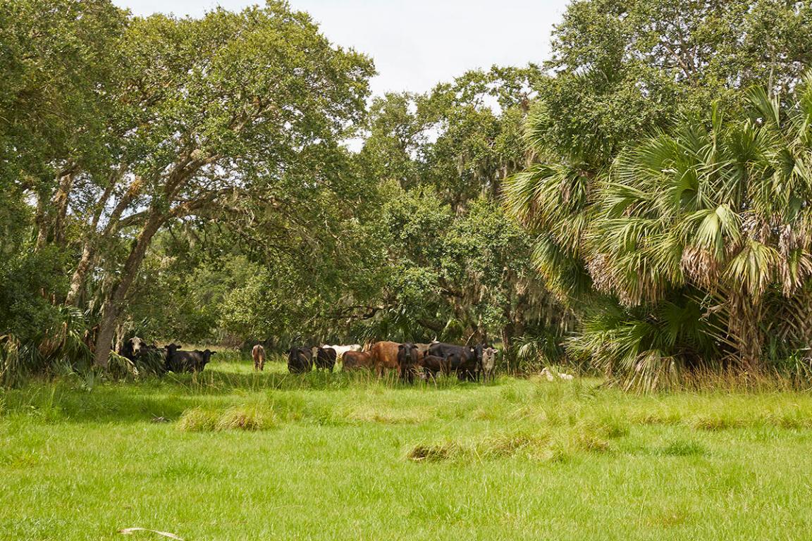 MARTIN COUNTY RANCH COMMUNITY - Land
