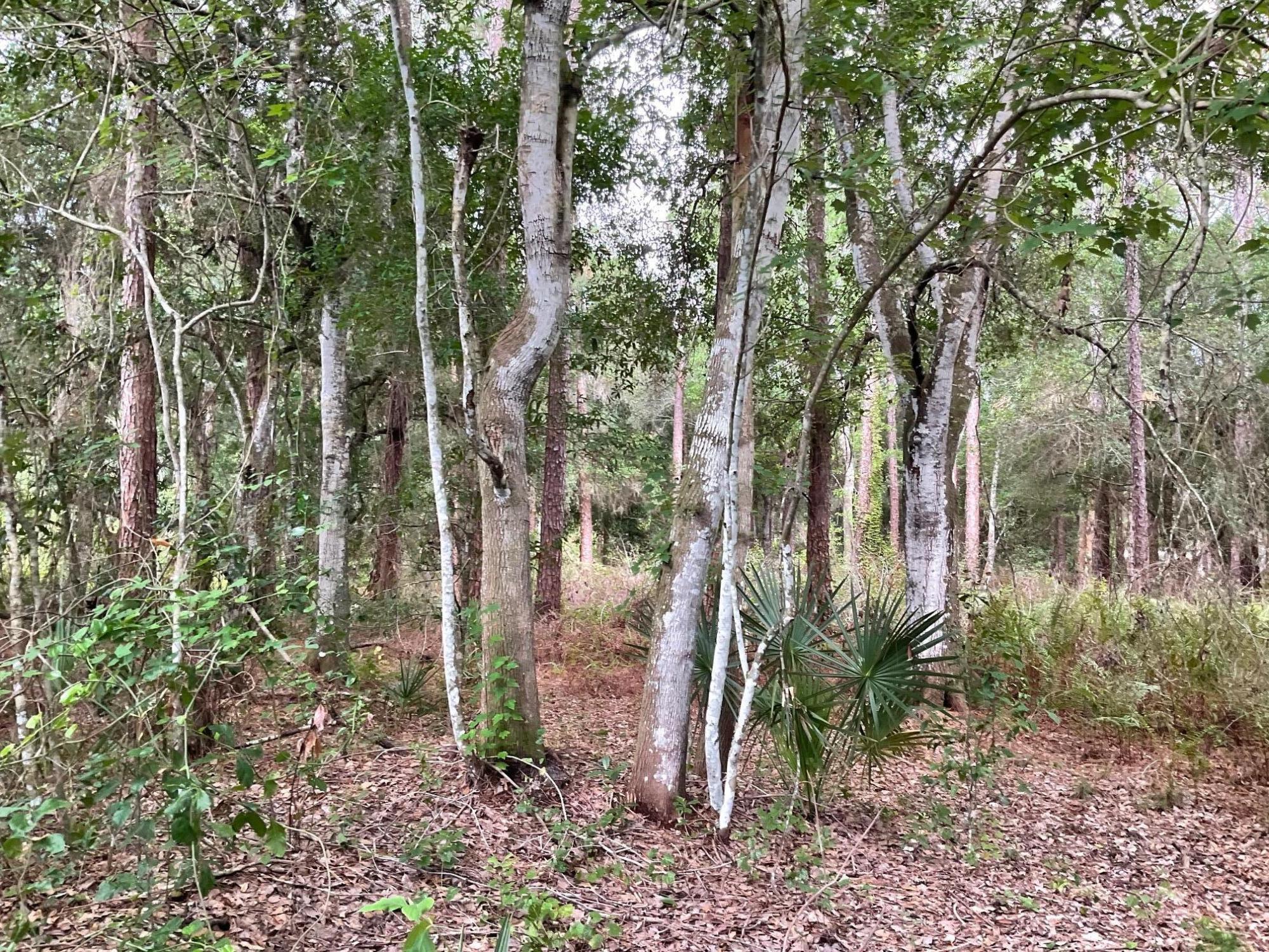 COUNTRY HILLS ESTATES - Land