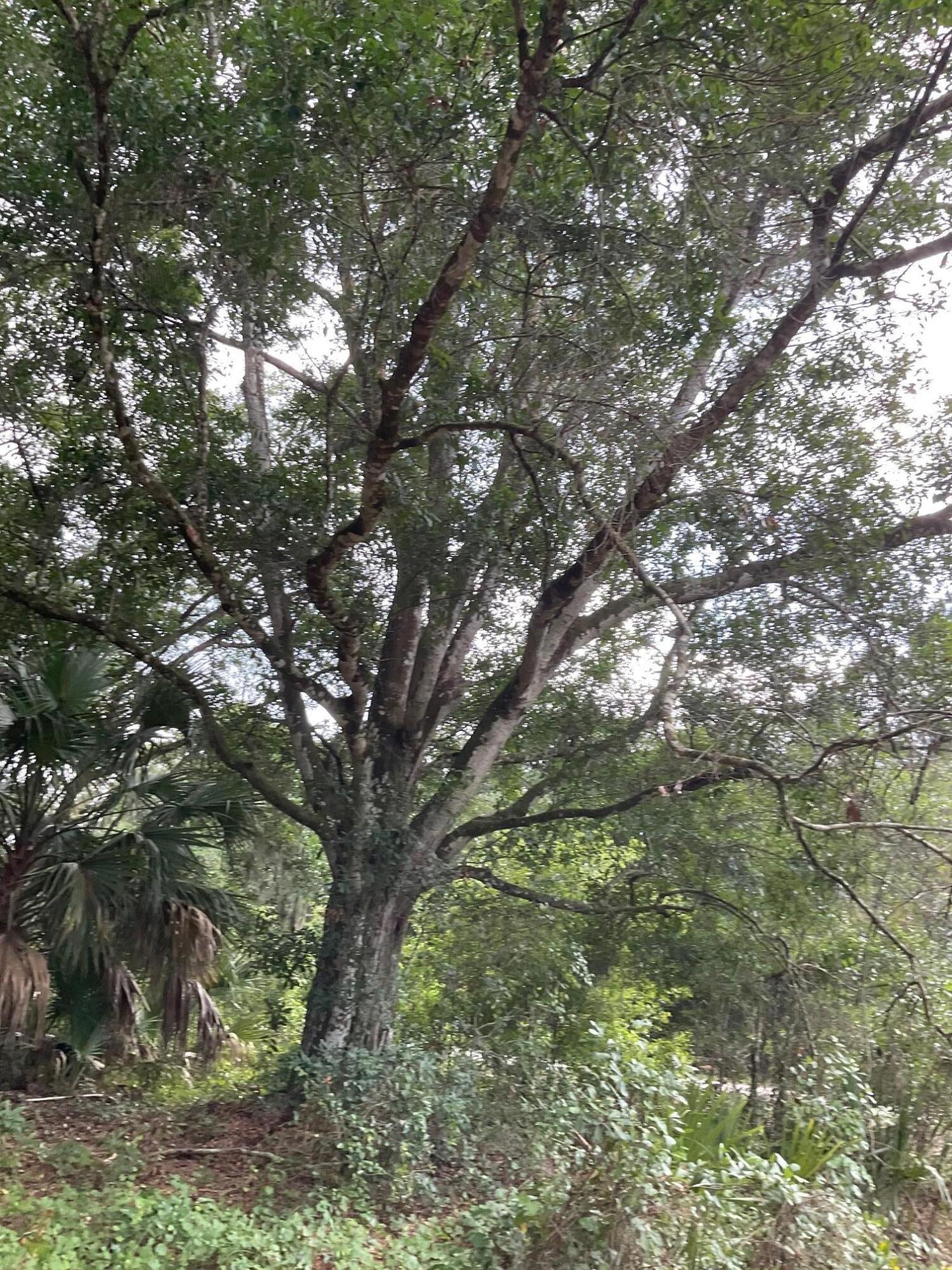 COUNTRY HILLS ESTATES - Land