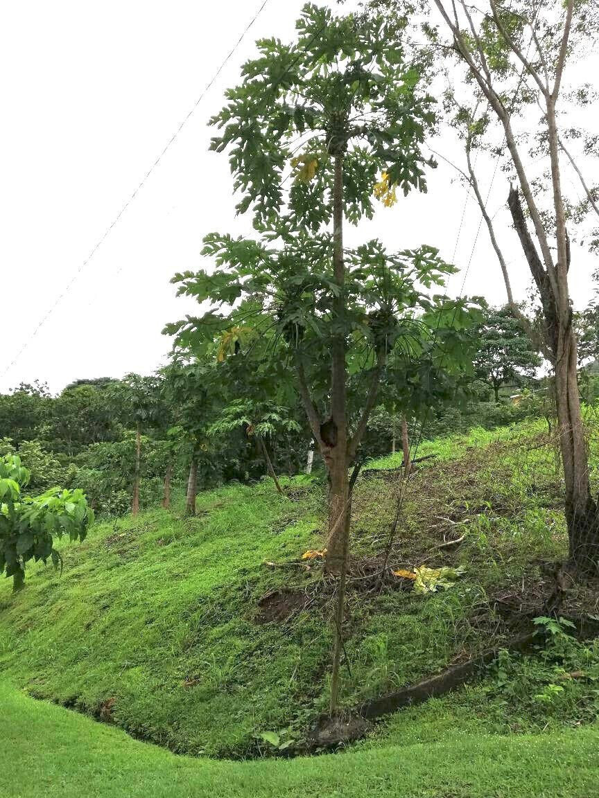 16,145.866 Square Feet VACANT LAND FOR SALE IN PANAMA CITY, PANAMA, LAS CUMBRES AREA. Build your dream home or an Eco-Friendly Multifamily property. This land is located in a residential area with paved roads, electricity, and potable water. Enjoy the scenic views, cool breeze and the flora and fauna in the area. The tranquility and plenty of room between your neighbors will win you over. A short drive to schools, shopping malls & dinning, grocery & hardware stores, clinics, house of worship, police department, outdoor activities, lakes, fishing, Metro system, Pan-American highway, airport, Panama City & the Panama Canal. Call today for a private tour.