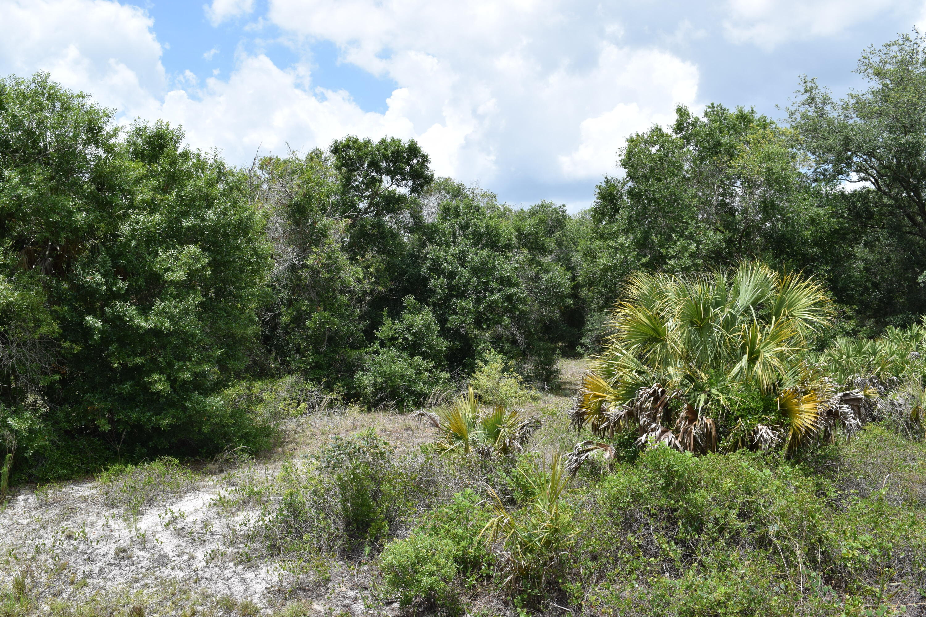 high and dry lot, mature trees, ready to build your dream home