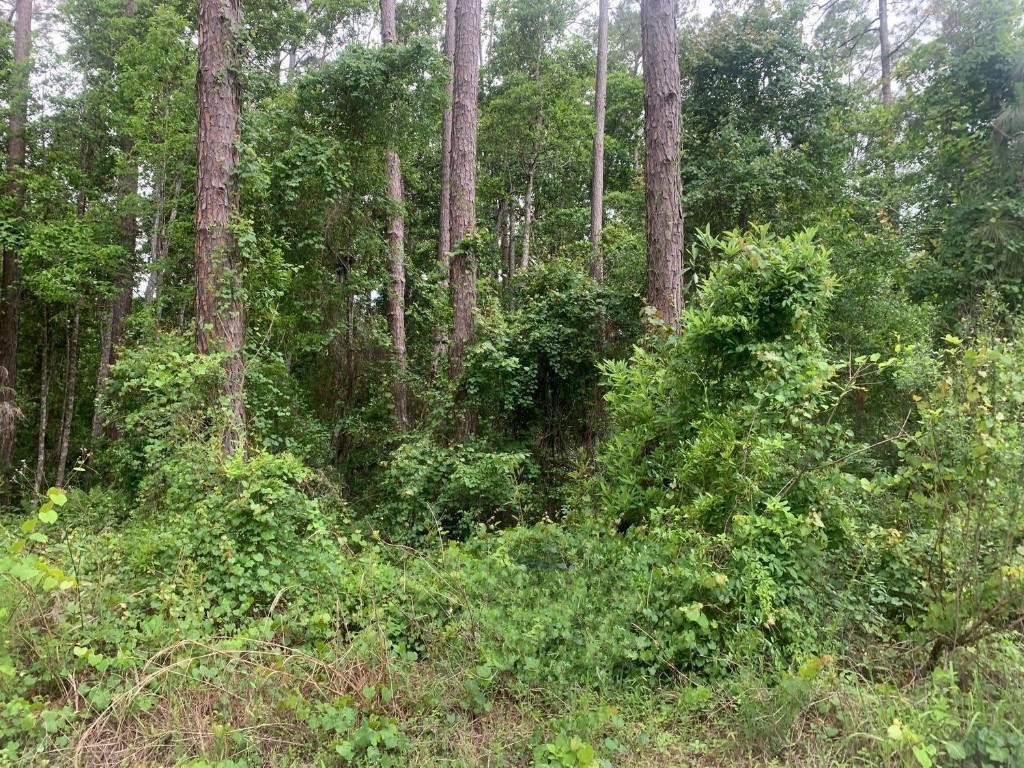 Owner Financing Available with $1.5k downMobile Homes permitted on this affordable Putnam County, FL property with low real estate taxes!Adjacent properties available for purchase.