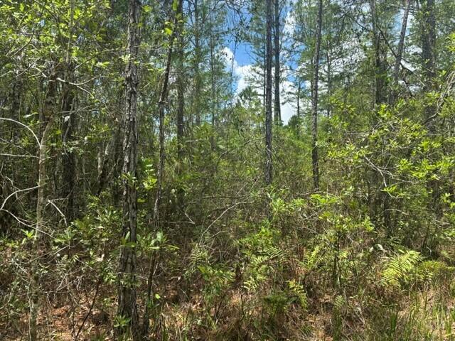 GS111 Green Swamp - Land