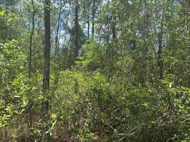 GS111 Green Swamp - Land