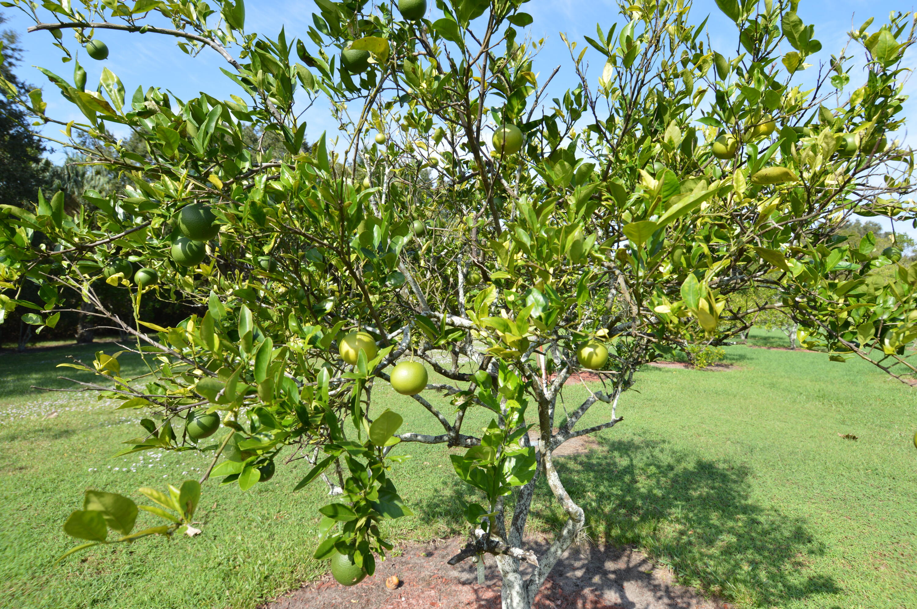 TARPON BAY YACHT CLUB CONDOMINIUM H - Residential