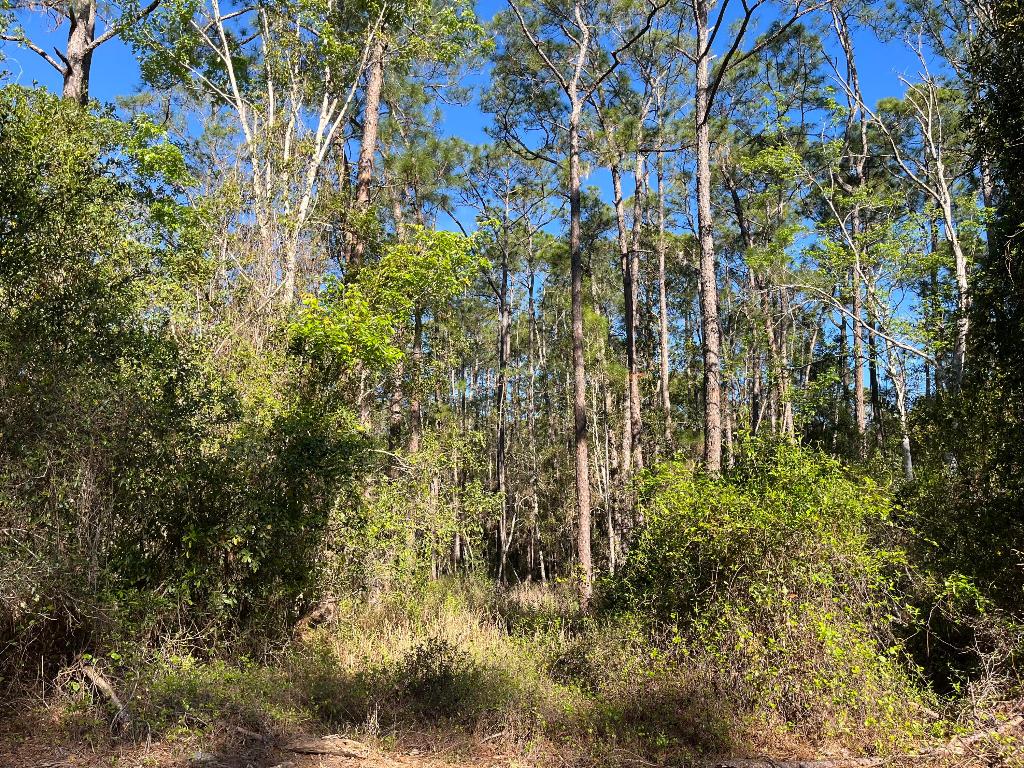 Owner financing available! Experience country living at its finest with this oversized 0.69-acre beautiful wooded lot in Georgetown. Build or bring your dream home and enjoy the St. J River Rod & Reel Club, boat ramp, and fishing pier on Lake George. Spend your days boating and fishing on the river and lake, or swimming in the stunning Salt Springs Silver Glen Spring! Buyer to verify all property details including zoning, utilities, land use, and building requirements. All information deemed reliable but not guaranteed.