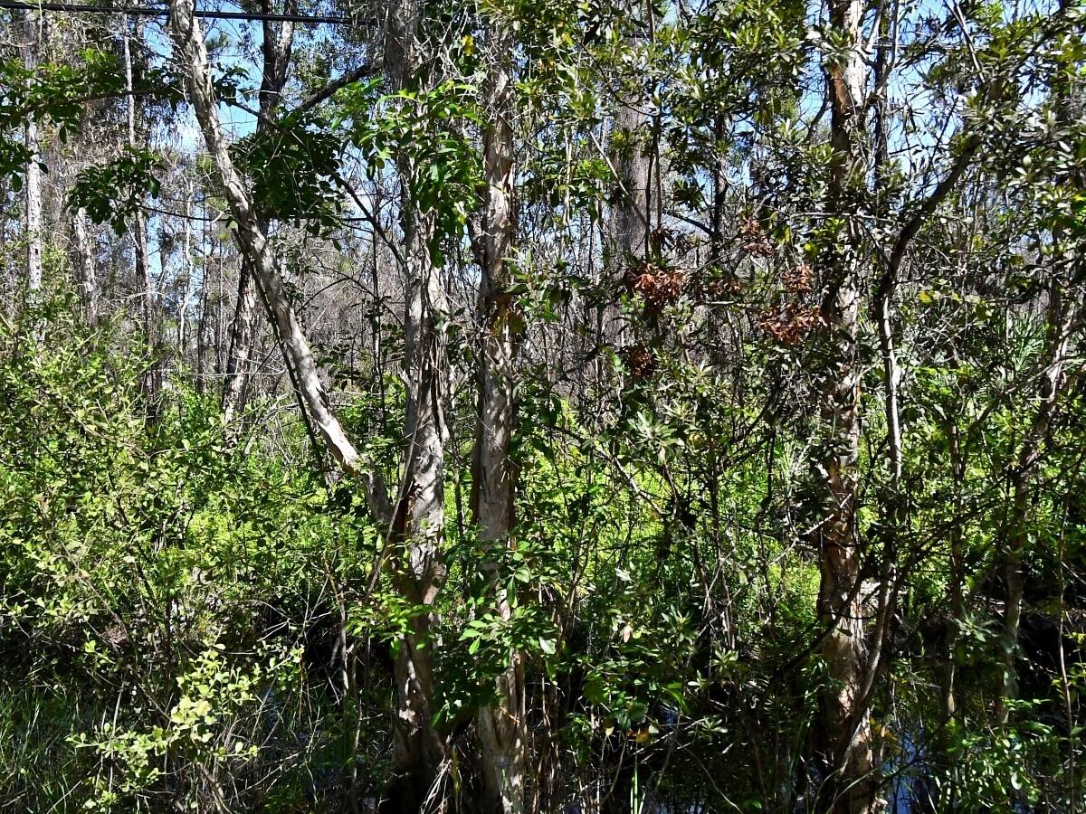 ST LUCIE GARDENS SUBDIVISION - Land