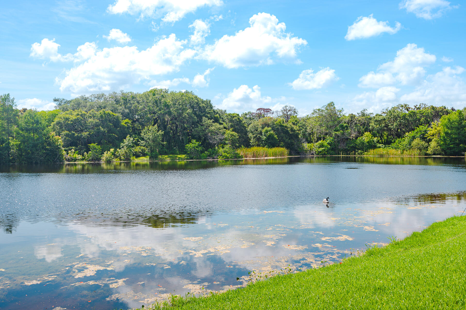 FOREST RIDGE SINGLE FAMILY VII - Residential