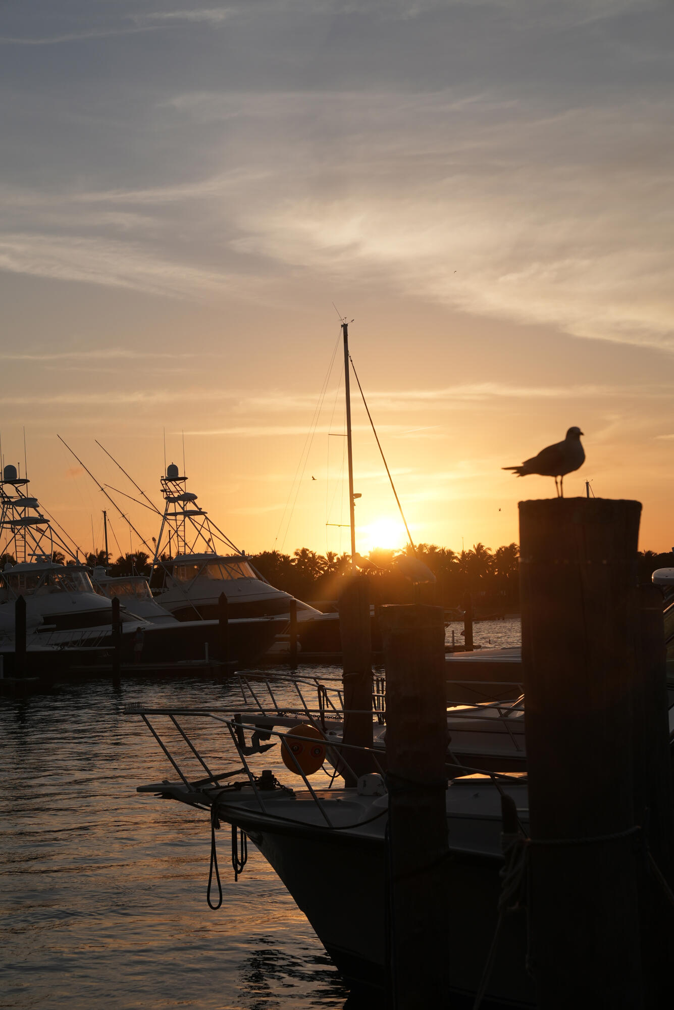 HAVN Residences and Yacht Club - Residential