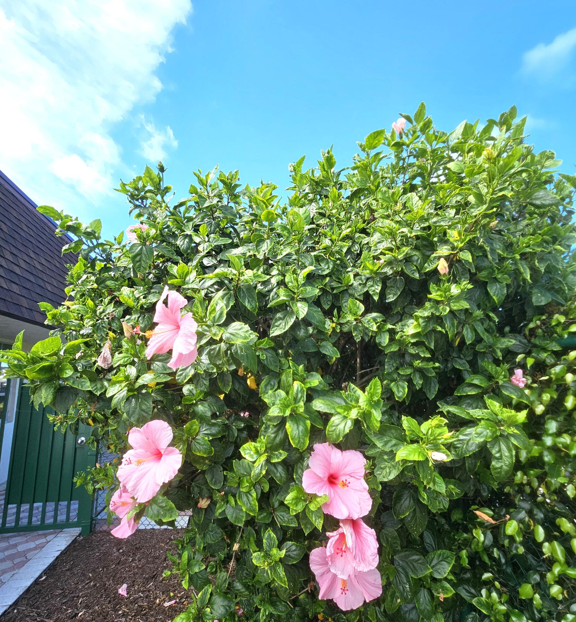 PINES OF DELRAY CONDO - Residential