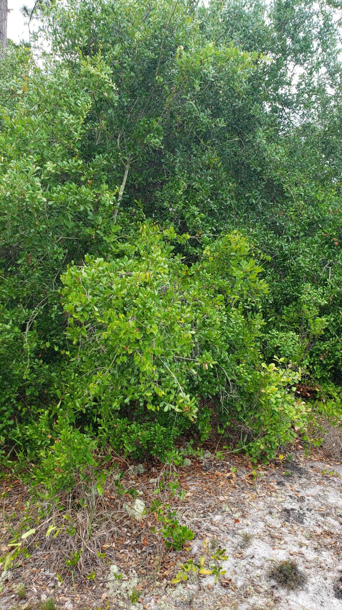 PLACID LAKES SEC 20 - Land