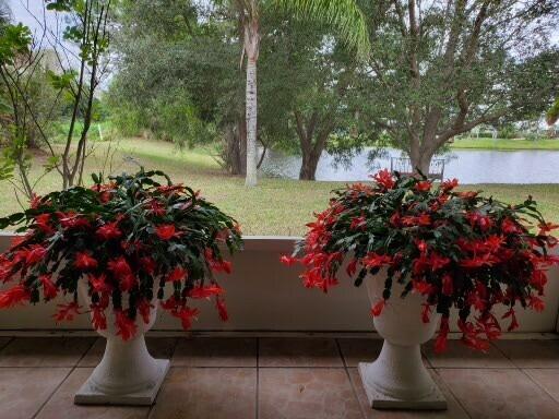 OLEANDER PINES - Residential