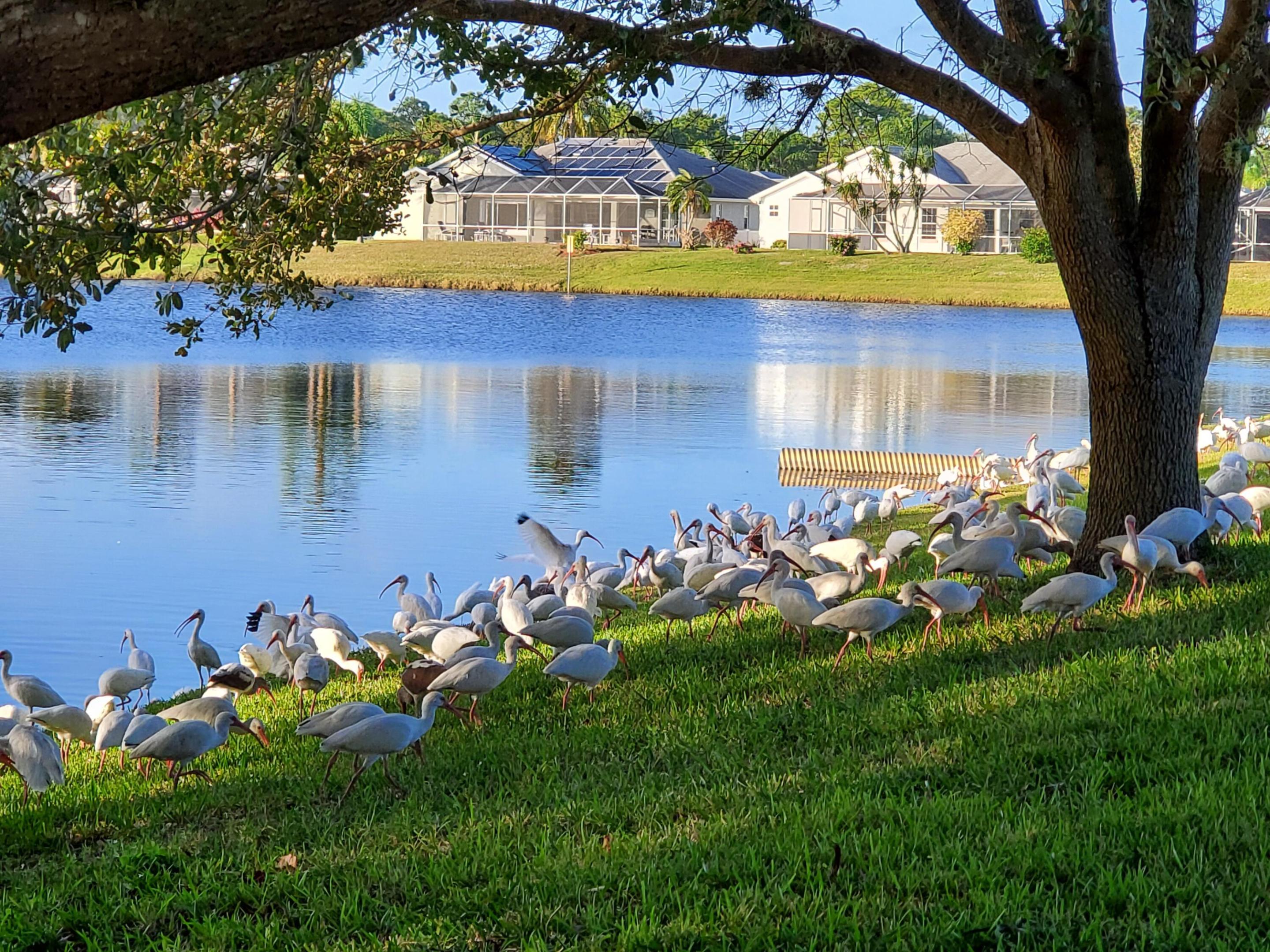 OLEANDER PINES - Residential