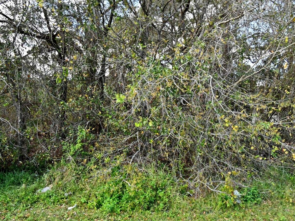 LAKEWOOD PARK UNIT 12A - Land