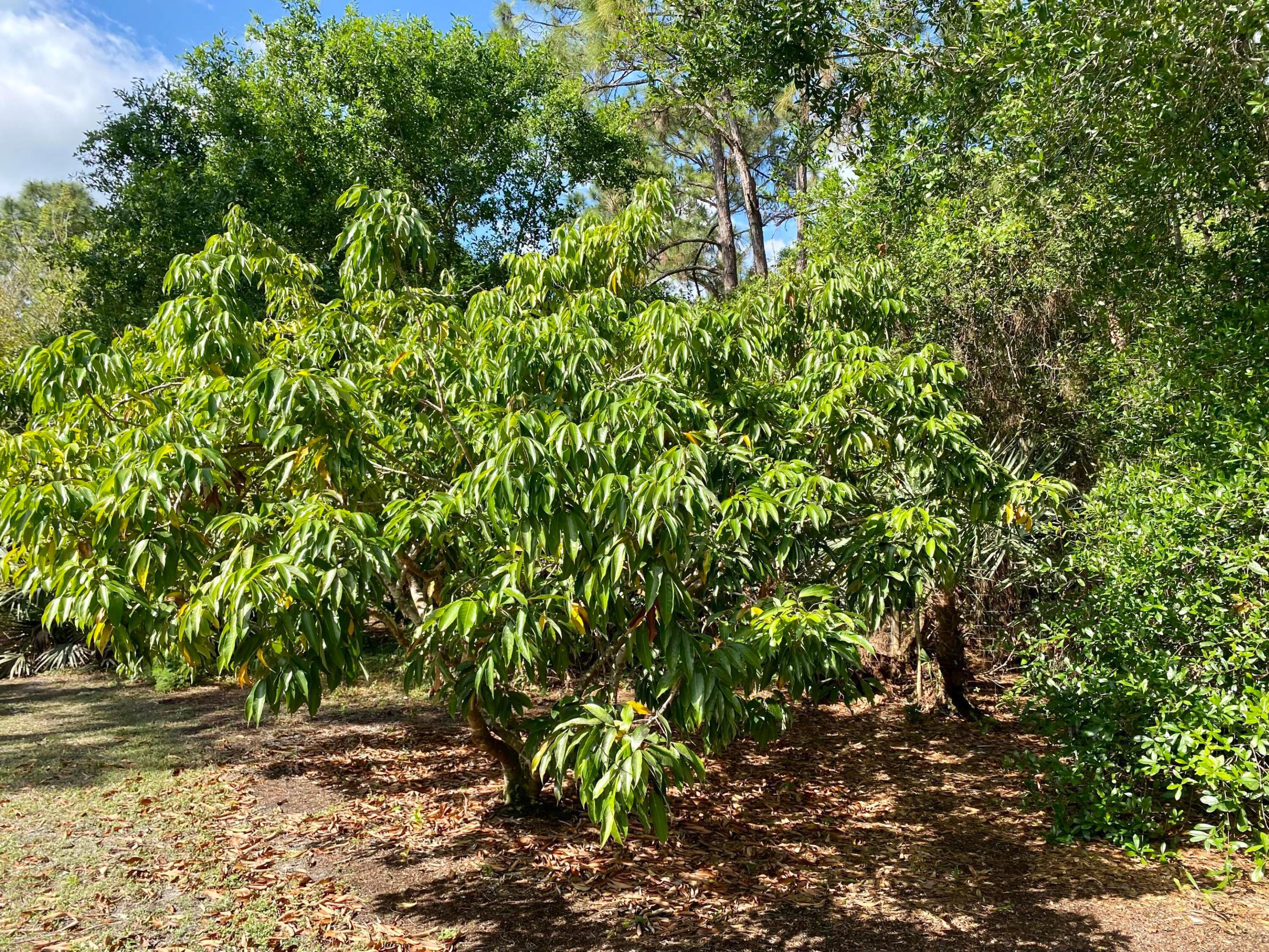 Jupiter Farms - Residential