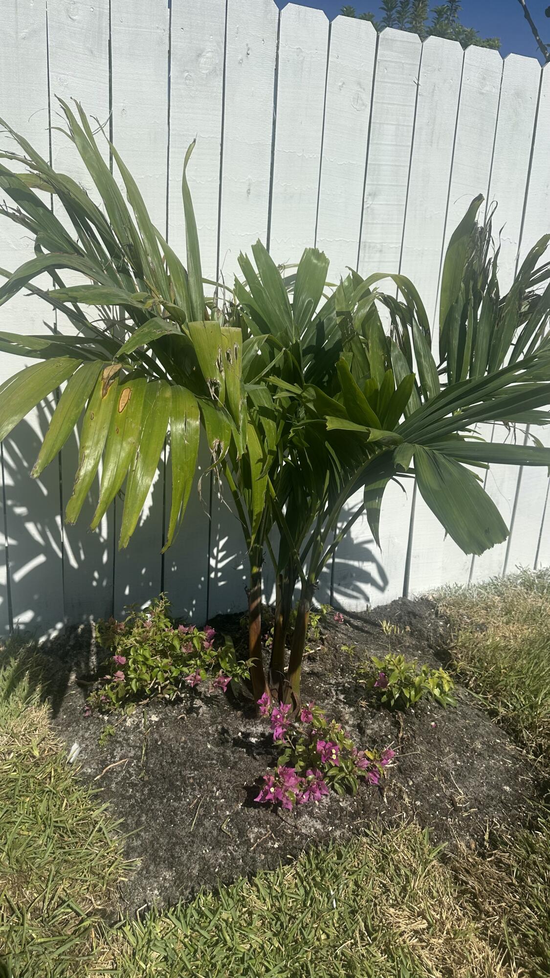 MANGO HILL - Residential
