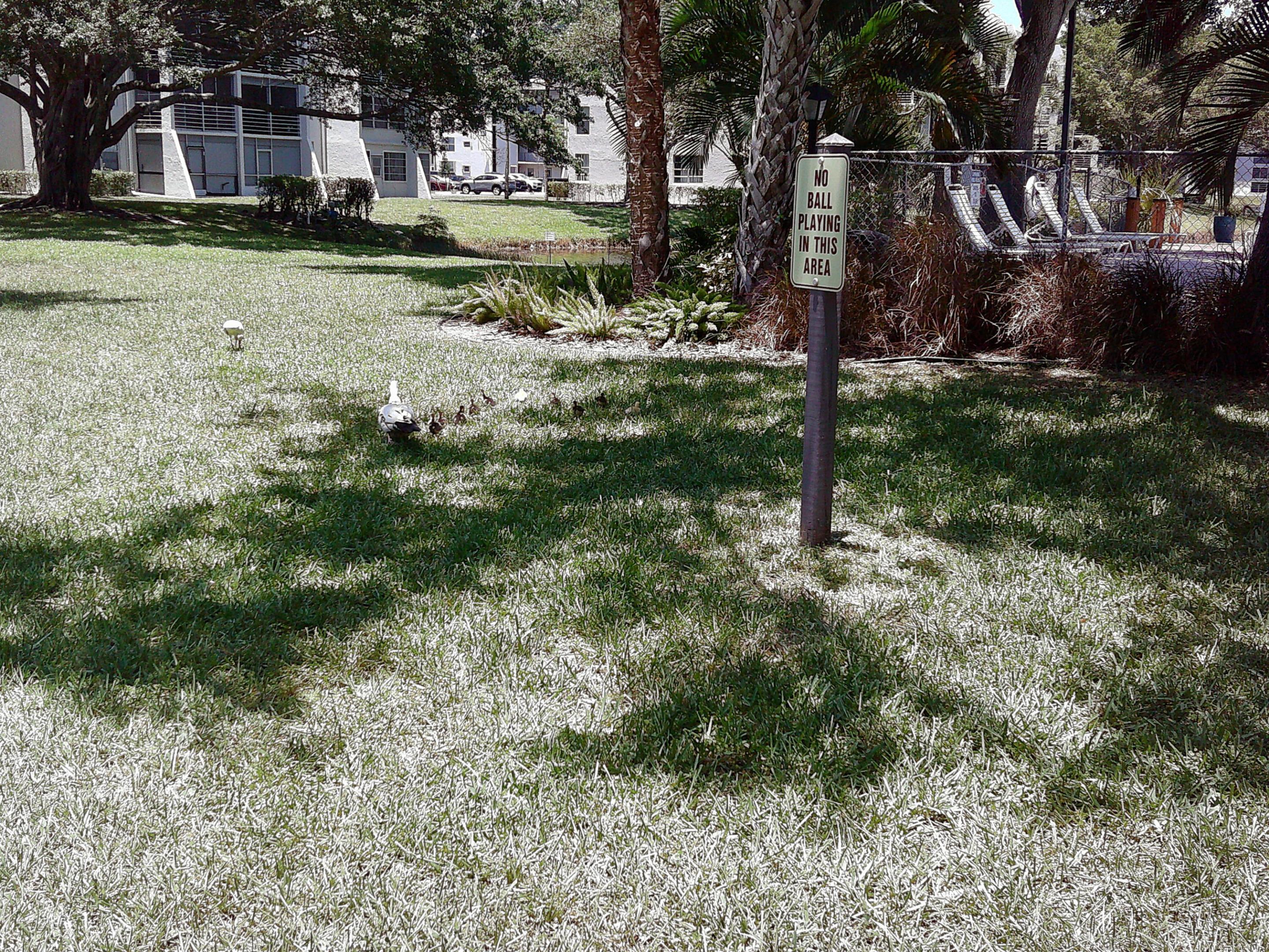 POINCIANA 2 OF PINE ISLAND RIDGE - Residential Lease