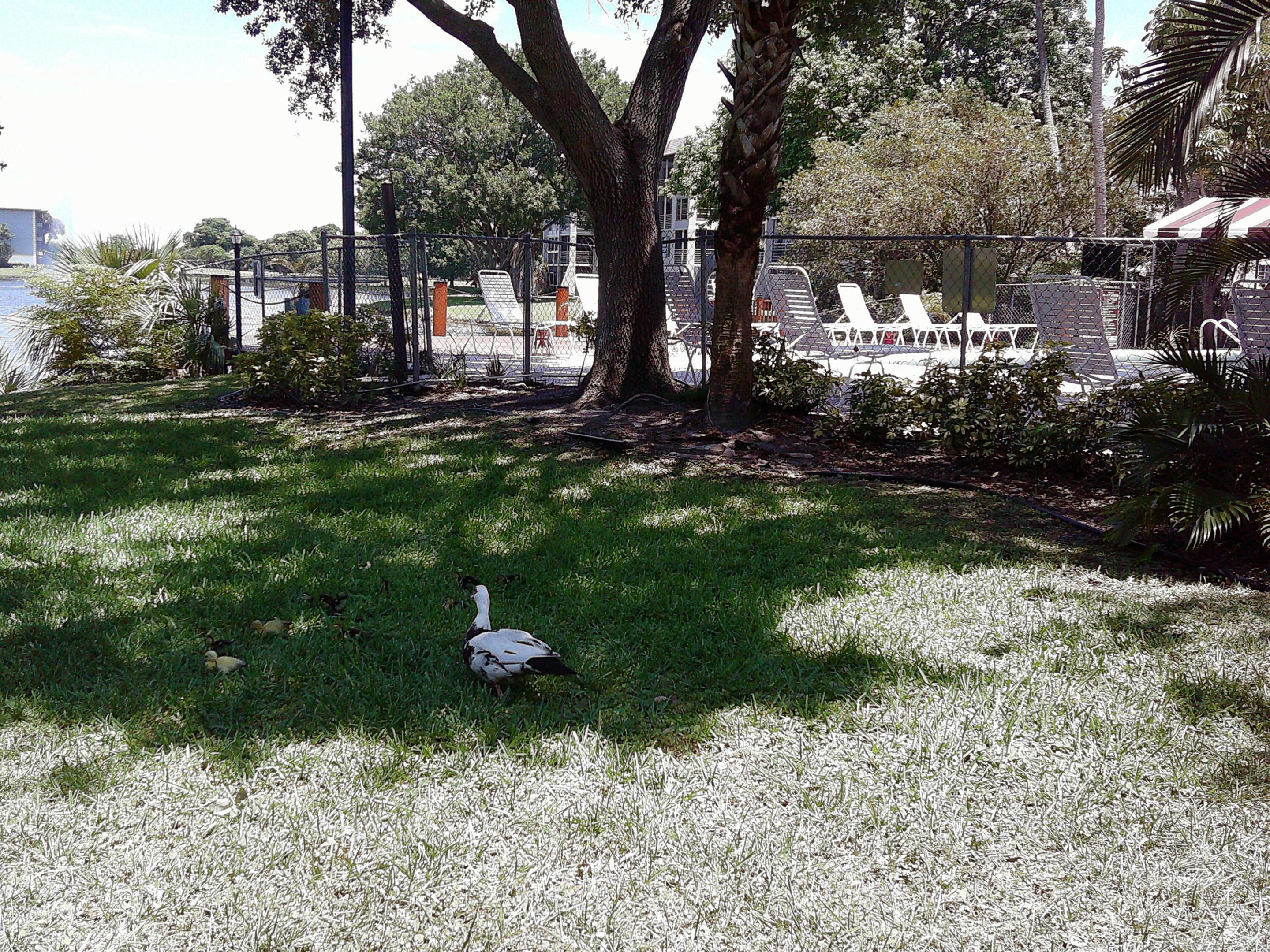 POINCIANA 2 OF PINE ISLAND RIDGE - Residential Lease