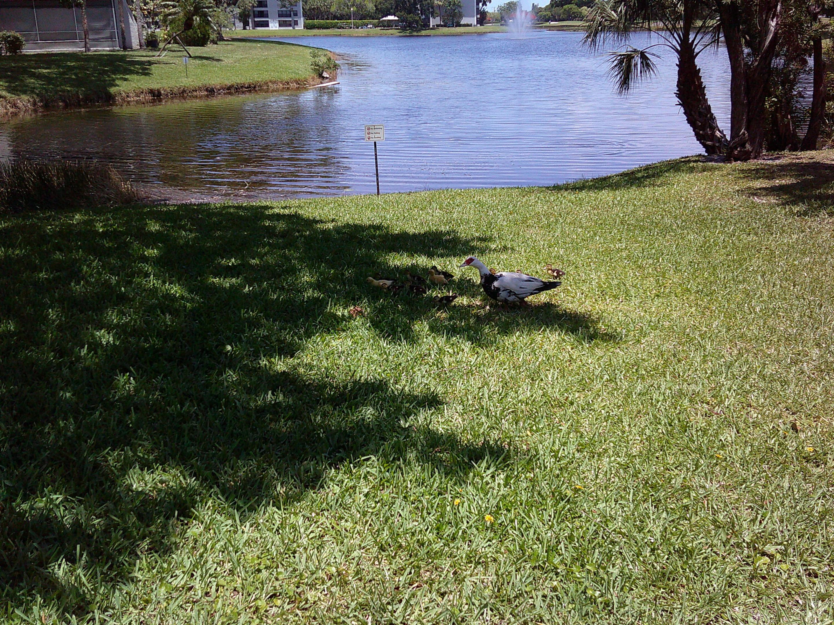 POINCIANA 2 OF PINE ISLAND RIDGE - Residential Lease