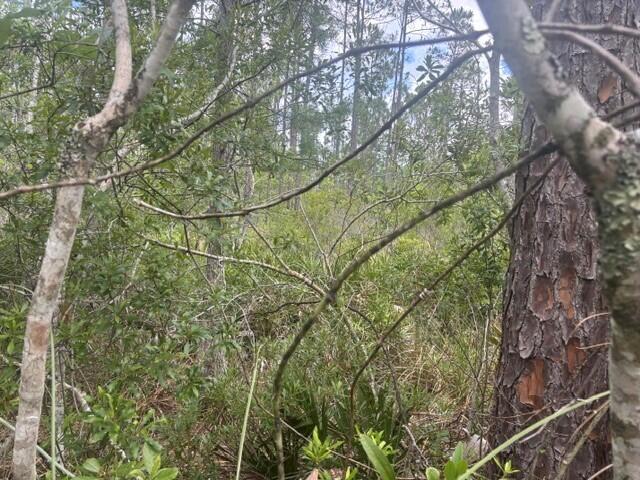 GS132 Green Swamp - Land