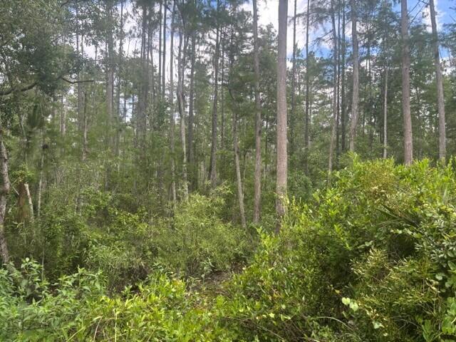 GS132 Green Swamp - Land